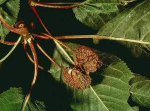 Ces cerises se sont desséchées sous les effets de la moniliose, le stade momie est proche. <i>Monilia laxa</i> © INRA