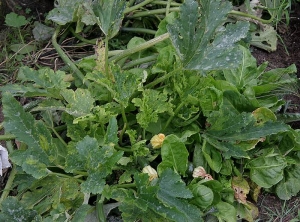 Pied de courgette infecté par le virus de la mosaïque du concombre. Notez que les jeunes feuilles sont déformées, leur limbe est plus ou moins incurvé, mosaïqué et chlorotique. © Dominique Blancard, INRA