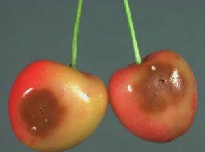 Dégâts sur cerises. On aperçoit l’orifice de sortie de la larve et les excréments blancs qu’elle rejette avant de se laisser tomber au sol pour s’y nymphoser. © Coutin R. / OPIE, HYPPZ