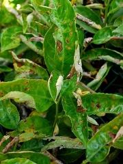 De nombreuses taches nécrotiques brunes parsèment ces feuilles de laurier parasité par l'oïdium. Certains tissus nécrosés commencent à se détacher avant de tomber. © Gilles Wuster - SRAL Pays de la Loire
