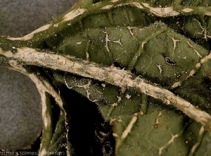 Détail des petites lésions blanches se formant sur les nervures à la face inférieure de cette feuille. <b><i>Monographella cucumerina</b></i>