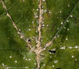 Détail des petites lésions blanches se formant sur les nervures à la face supérieure de cette feuille. <b><i>Monographella cucumerina</b></i>