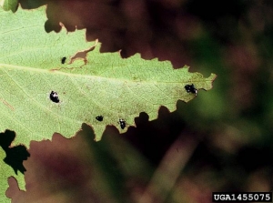 Dégâts sur feuille de lilas et excréments caractéristiques. © Whitney Cranshaw, Colorado State University, Bugwood.org