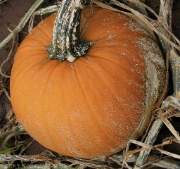 De nombreuses et minuscules lésions blanchâtres couvrent partiellement ce fruit de courge et son pédoncule. <b><i>Monographella cucumerina</b></i>