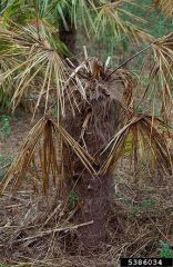 Dégâts sur <i>Trachycarpus fortunei.</i> © Victor Sarto i Monteys, Servei de Proteccio dels Vegetals, Bugwood.org