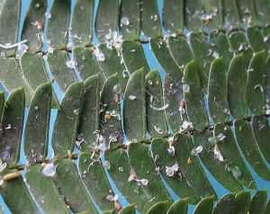 Aspect général des feuilles infestées. © Lequet A., insectes-net.fr