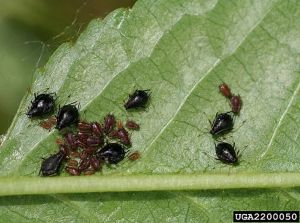 Petite colonie de pucerons aptères à différents stades. © Whitney Cranshaw, Colorado State University, Bugwood.org