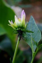 Pucerons noirs sur dahlias. © L. Derail