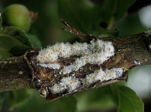 Dégâts sur branche. © INRA