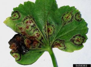 Lésions sur la face inférieure des feuilles. © Sandra Jensen, Cornell University, Bugwood.org