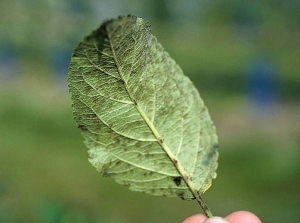 Aspect des taches de tavelure visibles à la face inférieure d'une feuille de poirier. © INRA