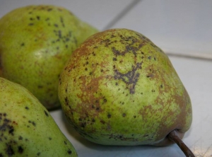 Symptômes de tavelures sur une poire récoltée. © Dominique Blancard, INRA