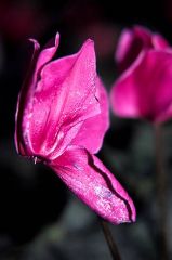 Thrips_cyclamen5