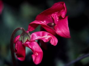 Thrips <i>Frankliniella occidentalis</i> sur cyclamen rose foncé. © Jérôme Jullien, Ministère de l’agriculture DGAL/ SDQPV