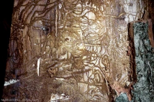 Tronc de frêne écorcé par un pic montrant les galeries d'hylésine crénelé.