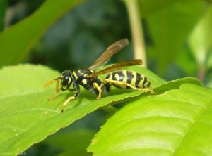 polistes-sp