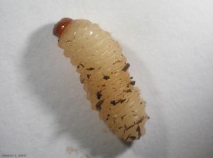 Larve de <i>Curculio nucum</i>, celle-ci est trapue, blanchâtre avec une tête brune. <b>Balanin des noisettes</b> (nut weevil)