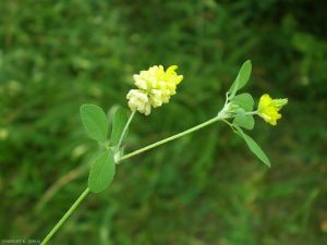 Trifolium-campestre5