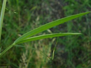 Lathyrus-hirsutus6