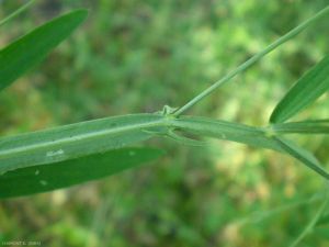 lathyrus-hirsutus7