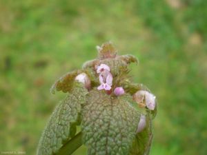 Lamium-purpureum7