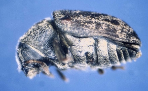 Adulte d'hylésine du frêne (© D. Adam).