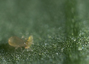 <i><b>Amblyseius cucumeris</b></i> s'attaquant à un thrips.