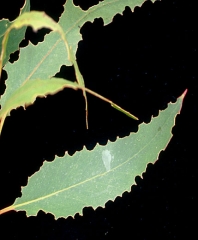 Dommages sur feuilles causés par les adultes de  <i>G. scutellatus<i> - Source : J. Pedro Mansilla Vazquez, Servicio  Agrario, Pontevedra, www.forestryimages.org 