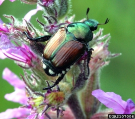 Adulte de <i>Popillia  japonica</i> - Source : D. Cappaert,  Michigan State University,  www.bugwood.org 