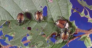 Adultes de <i>Popillia japonica</i> et dégâts causés - Source : R.S. Kelley, Vermont Department of Forests, Parks and Recreation, www.bugwood.org