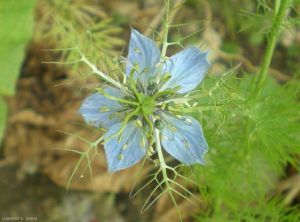 Nigella-damascena3