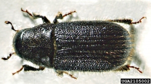 Dendroctonus_micans__1