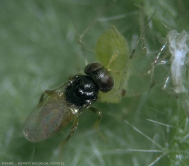 Détail d'un adulte d'<i><b>Aphelinus abdominalis</b></i> s'attaquant à un puceron.