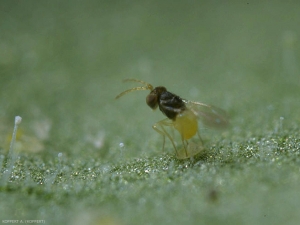 <b><i>Encarsia formosa</i></b> parasitant un puparium d'aleurode.