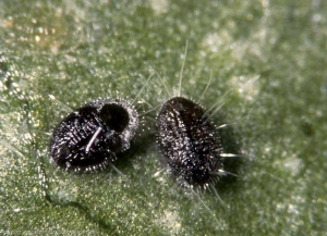 Pupariums de <i>Trialeurodes vaporariorum</i> parasités par <i>Encarsia formosa</i>. Celui de gauche est vide, on peut voir le trou au travers duquel le parasitoide adulte a émergé.
