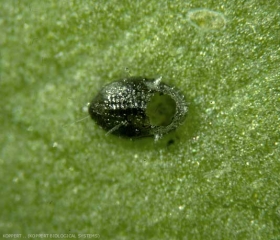 Puparium parasité vide de <i>Trialeurodes vaporariorum</i> duquel le parasitoïde <i>Encarsia formosa</i> a émergé.