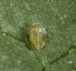 Puparium de <b><i>Bemisia tabaci</i></b> parasité par <b><i>Encarsia formosa</i></b>.