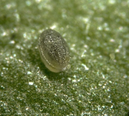 Pupe d'<i>Encarsia formosa</i>, parasite de <i>Trialeurodes vaporarium</i>.