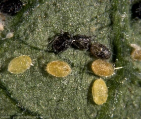Pupariums de <b><i>Trialeurodes vaporariorum</i></b> parasités (noirs) et non parasités (beiges) par <b><i>Encarsia formosa</i></b>. 