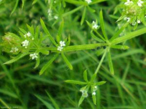 galium-aparine6