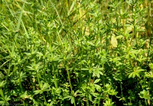 galium-album5