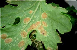 Pustules orangées visibles à la face inférieure d’une feuille - Source : Stepp Bretagne