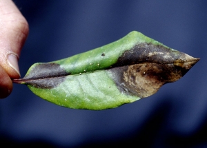 Symptômes dus à <i>P. ramorum</i> sur feuille de Rhododendron - Source : J. O'Brien, USDA Forest Service, www.forestryimages.org