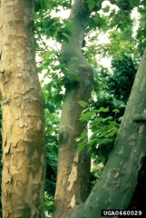 Craquellement de l’écorce qui prend une couleur orangée sur les charpentes de gauche et du centre - Source : A. Vigouroux, ENSA Montpellier, www.forestryimages.org