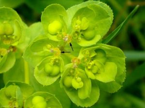 Euphorbia-helioscopia7