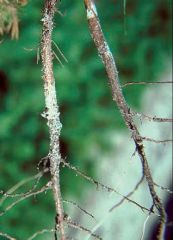 Jeunes plants présentant des lésions et portant du substrat collé sur les tissus imprégnés de résine - Source : E.L. Barnard, Florida Department of Agriculture and Consumer Services, www.forestryimages.org