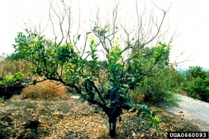 Arbre adulte fortement attaqué par <i>Phoma tracheiphila</i> - Source : G. Perrotta, Università di Calabria, www.forestryimages.org