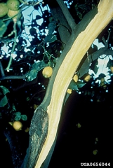 Phoma_tracheiphila__2