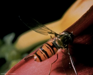 Adulte du syrphe <i>Episyrphus balteatus</i>, caractérisé par son abdomen jaune-orangé rayé de bandes noires d'épaisseur différentes.