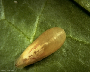 Larve du syrphe <i>Episyrphus balteatus</i>, vermiforme et beige.